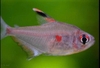 Cá Bleeding Heart Tetra