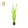 Cây Hẹ Xoắn(Vallisneria sp. 'Natans') 1