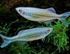 Cá Ngựa Vằn ( Giant Danio )