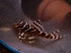 Cá Pleco L333