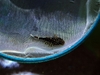 Cá Pleco L183 ( Sz 2-2.5 cm)
