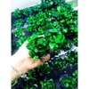 Cây Nana Nhiều Ngọn (Anubias Barteri var. Nana)