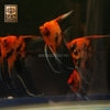 Cá Thần Tiên Red Devil