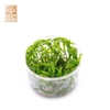Cây Tiêu Thảo Lucen Cấy Mô(Cryptocoryne lucens) 1