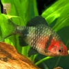 Cá Black Ruby Barb 1