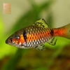 Cá Diếc Vẩy Rồng (Odessa Barb)