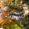 Cá Muzzled Blenny