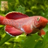Cá Killi Korthausae Red