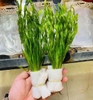 Cây Hẹ Xoắn
