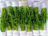 Cây Hẹ Xoắn