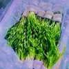 Cây Hẹ Xoắn