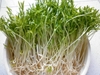 rd-mam-rau-muong-rado-16-100g