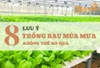 Những điều bạn cần biết khi làm vườn vào mùa mưa