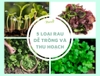 5 LOẠI RAU DỄ TRỒNG VÀ THU HOẠCH NHANH CHO KHU VƯỜN