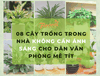 08 Cây trồng trong nhà không cần ánh sáng cho dân văn phòng