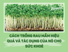 CÁCH TRỒNG RAU MẦM HIỆU QUẢ VÀ TÁC DỤNG CỦA NÓ VỚI SỨC KHOẺ