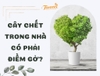 CÂY CHẾT TRONG NHÀ CÓ PHẢI LÀ ĐIỀM GỞ? 