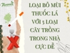 LOẠI BỎ MÙI THUỐC LÁ VỚI 5 LOẠI CÂY TRỒNG TRONG NHÀ