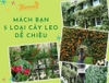 MÁCH BẠN 5 LOẠI CÂY LEO DỄ YÊU VÀ DỄ CHIỀU