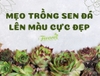 MẸO TRỒNG SEN ĐÁ LÊN MÀU CỰC ĐẸP