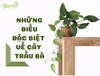 Những điều đặc biệt về cây trầu bà nhất định bạn cần biết