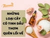 7 LOẠI CÂY CHỨA TINH DẦU THƠM QUÊN LỐI VỀ - PHẦN 2