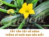 TẤT TẦN TẬT VỀ CÁCH TRỒNG BÍ NGÒI BẠN NÊN BIẾT - PHẦN 2