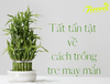 Tất tần tật về cách trồng tre may mắn bạn nên biết - Phần 2