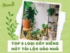 TOP 5 LOẠI CÂY KIỂNG “HÚT” TÀI LỘC VÀO NHÀ