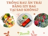 TRỒNG RAU ĂN TRÁI BẰNG IZY BAG, TẠI SAO KHÔNG?