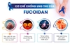 Fucoidan là gì? Tác dụng của Fucoidan đối với sức khỏe