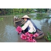 Tour về với sông nước miền Tây