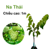 CÂY GIỐNG NA THÁI