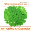 HẠT GIỐNG CHÙM NGÂY