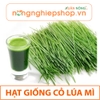 HẠT GIỐNG CỎ LÚA MÌ - gói 10g