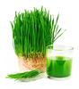 HẠT GIỐNG CỎ LÚA MÌ - gói 10g