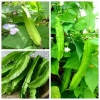 HẠT GIỐNG ĐẬU RỒNG