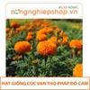 HẠT GIỐNG HOA CÚC VẠN THỌ PHÁP ĐỎ CAM