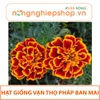 HẠT GIỐNG HOA VẠN THỌ PHÁP BAN MAI