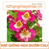 HẠT GIỐNG HOA BƯỚM CALI - gói 0,03g
