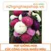 HẠT GIỐNG HOA CÚC CÔNG CHÚA NHIỀU MÀU