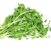 HẠT GIỐNG MẦM ĐẬU HÀ LAN