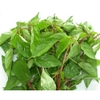 HẠT GIỐNG RAU ĐAY ĐỎ - gói 10g