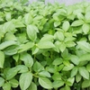 HẠT GIỐNG RAU ĐAY XANH