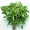 HẠT GIỐNG RAU QUẾ