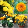 HẠT GIỐNG HOA VẠN THỌ CAO NHIỀU MÀU