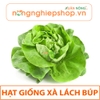 HẠT GIỐNG XÀ LÁCH BÚP