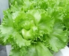 HẠT GIỐNG XÀ LÁCH MINETTO