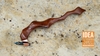 OBLIQUE PEN HOLDERS FOR ALL CALLIGRAPHY