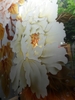 kinh-khac-ma-03